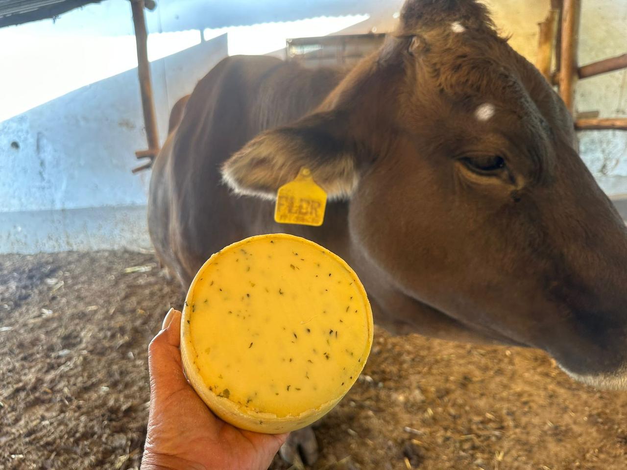 queso